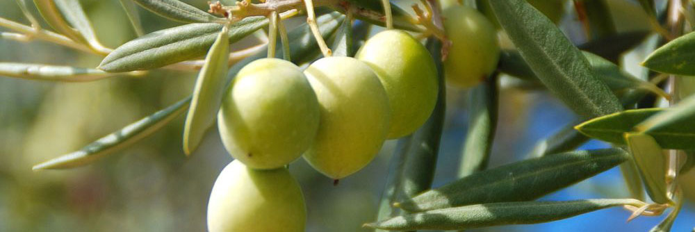 Process Huile d'Olive