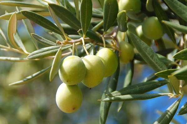 Process Huile d'Olive
